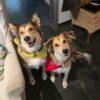 ANNIE - 8 anni (nata il 1 aprile 2017) - Razza: Mix Saluki (Levriero arabo) - Taglia: Medio grande - Carattere: dolce, tranquilla, affettuosa Foto 6